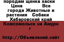 породам щенка хаски › Цена ­ 10 000 - Все города Животные и растения » Собаки   . Хабаровский край,Комсомольск-на-Амуре г.